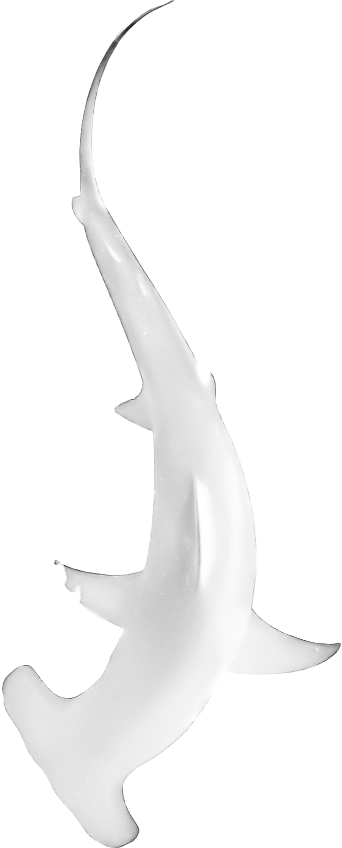 White hammer shark
